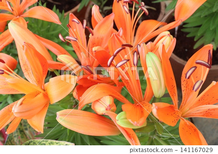 Lilium longiflorum, commonly known as the Easter lily flower plant Lilium longiflorum, commonly known as the Easter lily flower plant 141167029