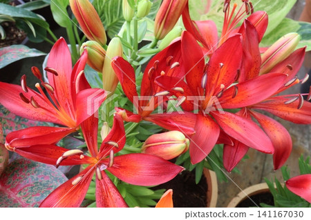Lilium longiflorum, commonly known as the Easter lily flower plant Lilium longiflorum, commonly known as the Easter lily flower plant 141167030