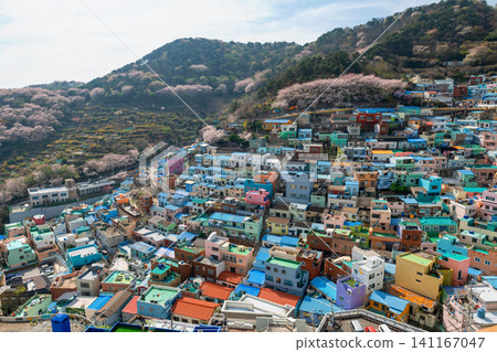 Aerial view of Gamcheon Village wth cherry blossom in spring, Busan Aerial view of Gamcheon Village wth cherry blossom in spring, Busan 141167047