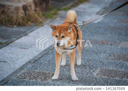 Akita Inu dog walk with owner at Uji city footpath , Kyoto Akita Inu dog walk with owner at Uji city footpath , Kyoto 141167089