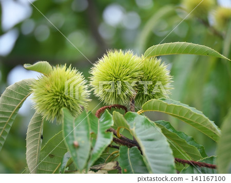 Still green and unripe chestnuts Still green and unripe chestnuts 141167100