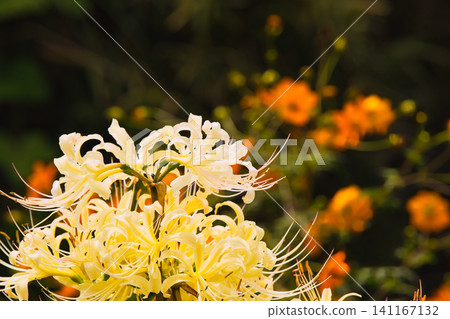 白色的蜘蛛百合花映襯著黃色的波斯菊。 白色的蜘蛛百合花映襯著黃色的波斯菊。 141167132