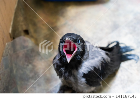 Close-up of a juvenile hooded crow sitting on a tiled floor indoors. Close-up of a juvenile hooded crow sitting on a tiled floor indoors. 141167143