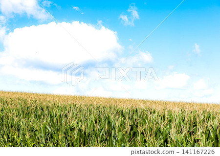 A summer scene of dent corn fields around Biei, Hokkaido, with white clouds and a clear blue sky. A summer scene of dent corn fields around Biei, Hokkaido, with white clouds and a clear blue sky. 141167226