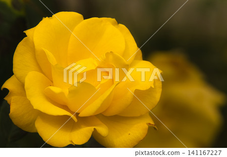 A charming yellow autumn rose 141167227