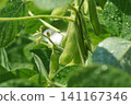 Edamame beans that have started to swell 141167346
