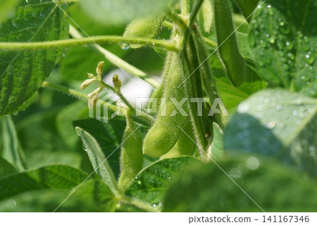 Edamame beans that have started to swell Edamame beans that have started to swell 141167346