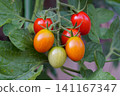 Mini tomatoes at various stages of ripeness 141167347