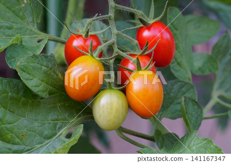 Mini tomatoes at various stages of ripeness Mini tomatoes at various stages of ripeness 141167347