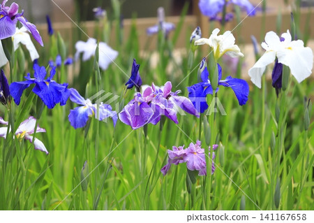 Japanese irises are in full bloom. Japanese irises are in full bloom. 141167658