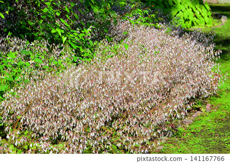 Flowers under the saxifrage, growing in clusters, Washi no Sato (Washi Paper Village), Higashichichibu Village Flowers under the saxifrage, growing in clusters, Washi no Sato (Washi Paper Village), Higashichichibu Village 141167766