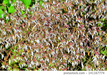 Flowers under the saxifrage, growing in clusters, Washi no Sato (Washi Paper Village), Higashichichibu Village Flowers under the saxifrage, growing in clusters, Washi no Sato (Washi Paper Village), Higashichichibu Village 141167774