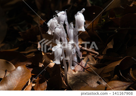 塔拉山上盛開的Monotropa uniflora 塔拉山上盛開的Monotropa uniflora 141167908