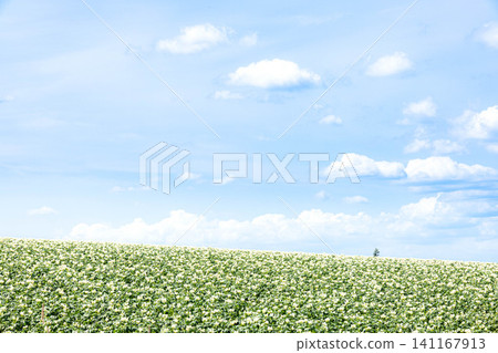 A summer scene in Biei, Hokkaido, where potato flowers are in full bloom and you can feel the breeze. A summer scene in Biei, Hokkaido, where potato flowers are in full bloom and you can feel the breeze. 141167913
