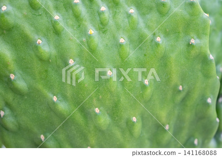 The surface pad of Opuntia rubescens consolea cactus. Opuntia consolea 'Rubescens' is a nearly spineless cactus that has a unique appearance and a tree-like growth habit. The surface pad of Opuntia rubescens consolea cactus. Opuntia consolea 'Rubescens' is a nearly spineless cactus that has a unique appearance and a tree-like growth habit. 141168088
