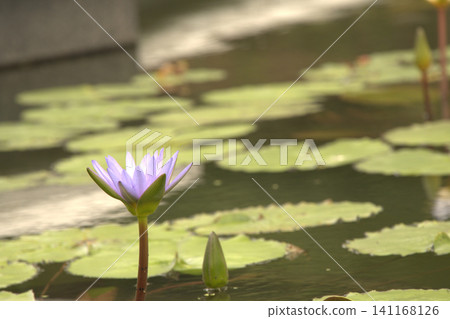 Blue-violet water lilies blooming in a pond dappled with sunlight. Blue-violet water lilies blooming in a pond dappled with sunlight. 141168126