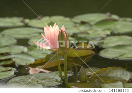 Pale pink water lilies blooming in soft light Pale pink water lilies blooming in soft light 141168133