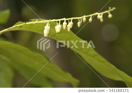 Small, white, bell-shaped flowers blooming in clusters Small, white, bell-shaped flowers blooming in clusters 141168171