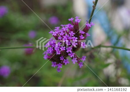 Small flower with pink color Small flower with pink color 141168192