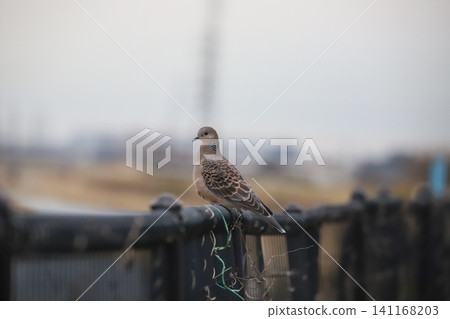 Oriental Turtle Dove perched on a fence 141168203