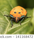 Hibiscus Harlequin Bug 141168472