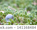 Crystal globe and green plants - SDGs and environmental protection image Crystal globe and green plants - SDGs and environmental protection image 141168484