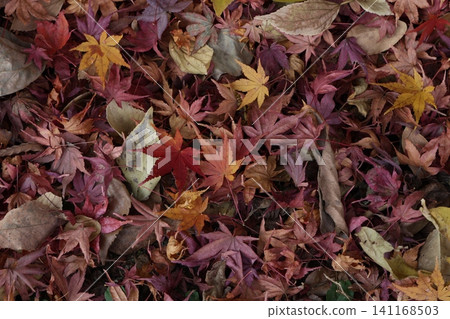 Carpet of fallen leaves Carpet of fallen leaves 141168503