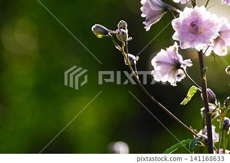 淡粉紅色的花朵在逆光下閃閃發光，背景是柔和的散景。 141168633