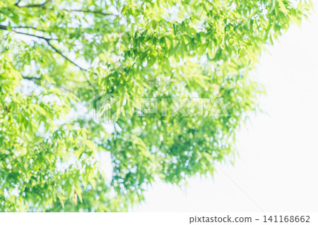A refreshing deep green image for summer. A refreshing deep green image for summer. 141168662