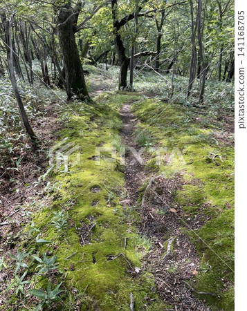 苔蘚和山間小徑 苔蘚和山間小徑 141168705