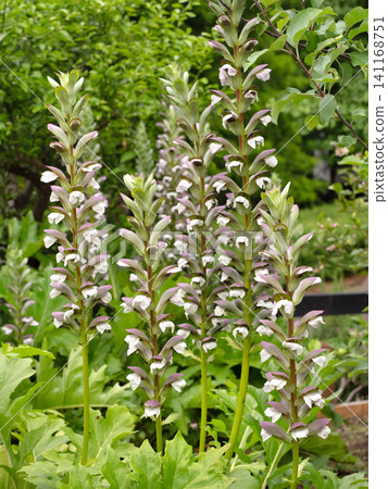 Acanthus mollis flower spikes Acanthus mollis flower spikes 141168751