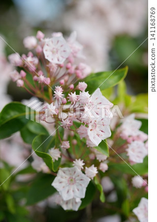 Karmia's flowers and buds Karmia's flowers and buds 141168769