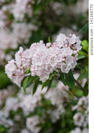 Flowers of Kalmire Flowers of Kalmire 141168770