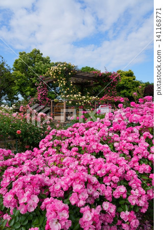 Vine rose Angela in full bloom Vine rose Angela in full bloom 141168771