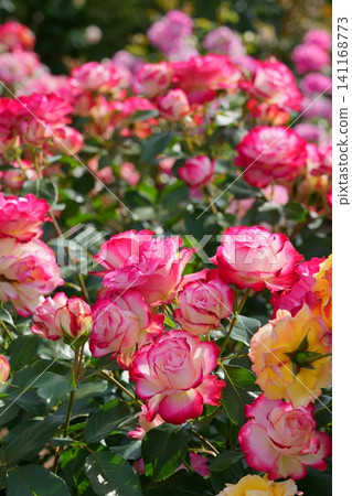 Jubilé de Prince de Monaco in full bloom Jubilé de Prince de Monaco in full bloom 141168773