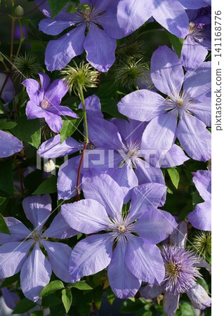 Clematis Mrs. Chomley Clematis Mrs. Chomley 141168776