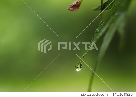 Beautiful raindrops glistening on the maple leaves amidst the fresh green foliage after the rain. Beautiful raindrops glistening on the maple leaves amidst the fresh green foliage after the rain. 141168826