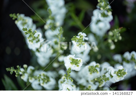 Pure white angelonias, wet with rain Pure white angelonias, wet with rain 141168827