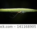 Silver Orb Weaver Spider 141168905