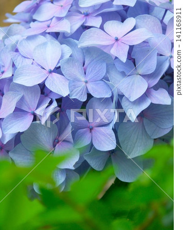 夏日清晨,公園裡盛開著巨大的藍色繡球花(特寫) 夏日清晨,公園裡盛開著巨大的藍色繡球花(特寫) 141168911
