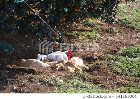 A flock of chickens taking a dirt bath in the shade of a tree. A flock of chickens taking a dirt bath in the shade of a tree. 141169004