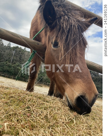Horses eating grass at a farm Horses eating grass at a farm 141169136