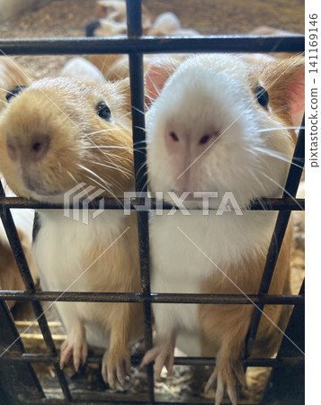 Guinea pig looking for food Guinea pig looking for food 141169146