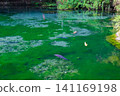 Two carp swimming in a pond covered in algae. 141169198
