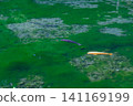 Carp swimming in a pond of algae 1 141169199