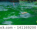 Two gracefully swimming carp 141169200