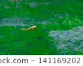 Green algae and carp 141169202
