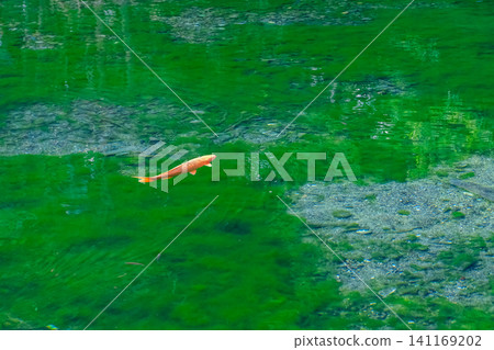 Green algae and carp Green algae and carp 141169202