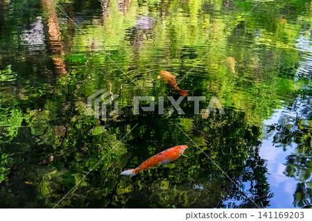 Koi swimming in the pond Koi swimming in the pond 141169203