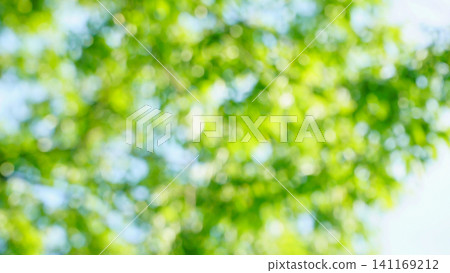 令人耳目一新的深綠色夏日景象。 令人耳目一新的深綠色夏日景象。 141169212